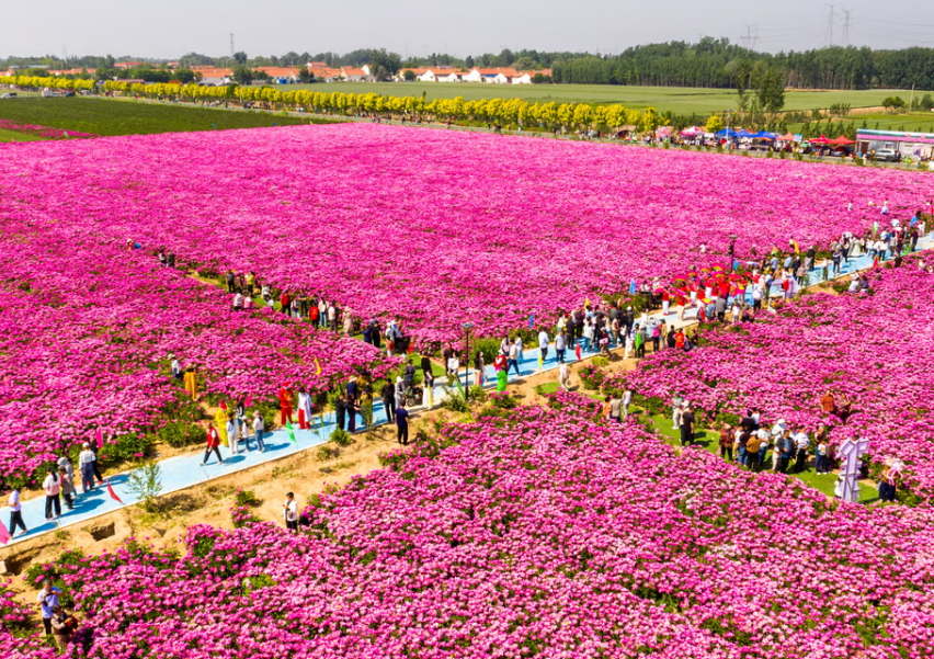 Binzhou, Kin&euml;: Vizitor&euml;t e nj&euml; ferme shijojn&euml; pamjen e bozhureve kineze n&euml; lul&euml;zim t&euml; plot&euml; / Fotografia:...