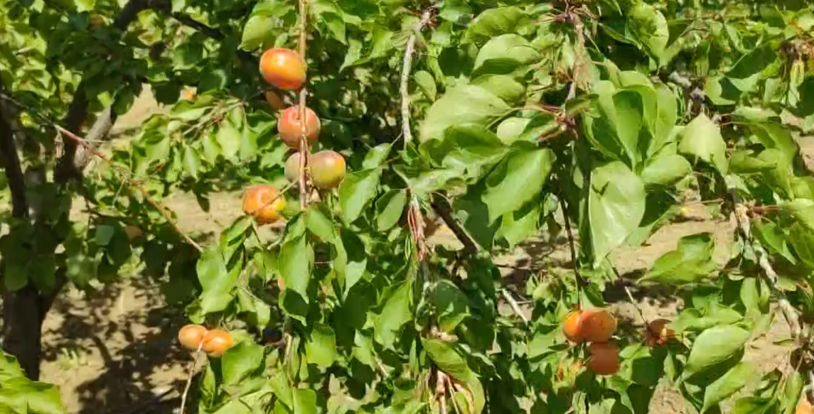 Viti i artë i kajsisë në Lushnje, prodhim i bollshëm në Xibrakë, fermerët : Ka mungesë punëtorësh