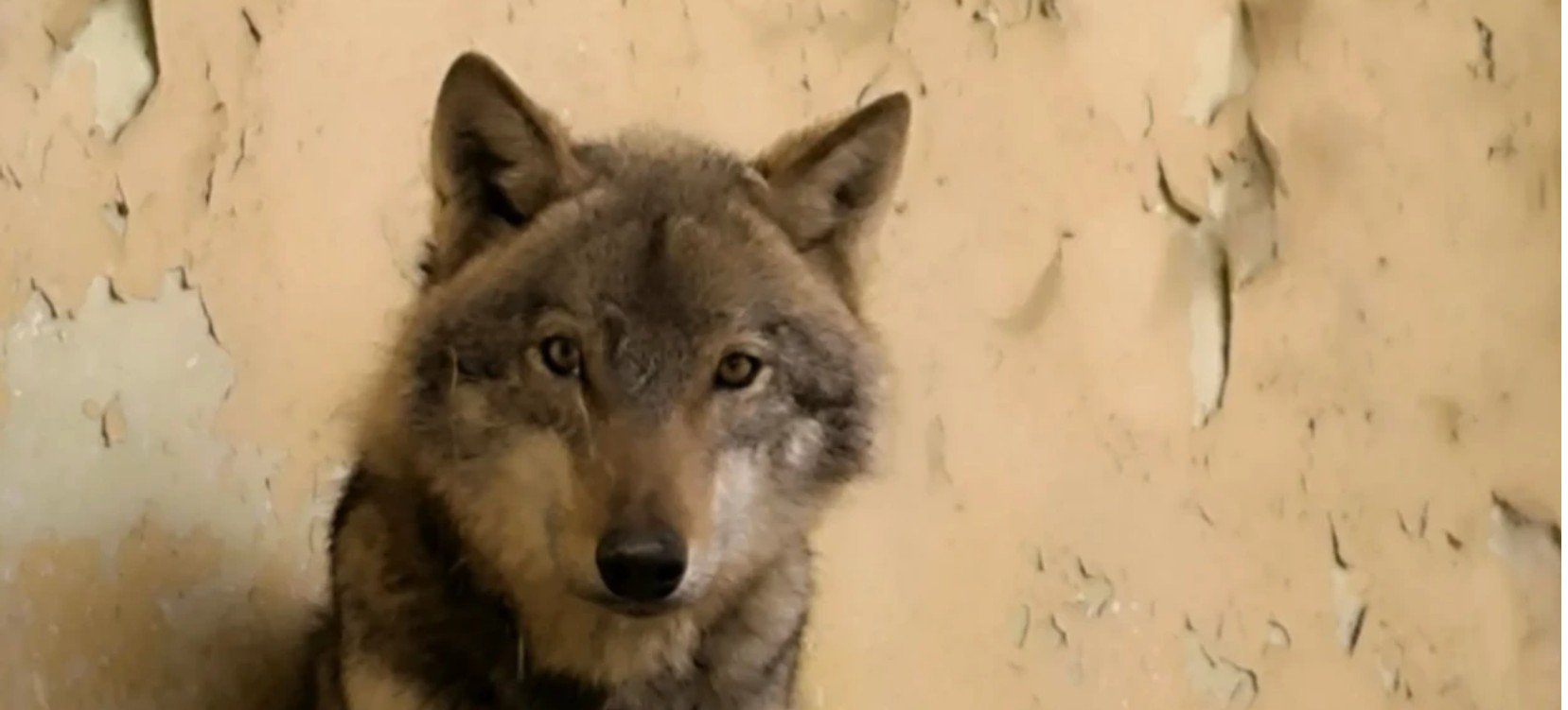 E konfirmon Kopshti Zoologjik në Shkup: Kafsha e kapur në Kozle është ujk dhe jo qen, është në gjendje jo të mirë