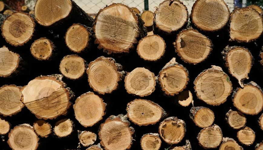 ESHS: Rritet shitja e produkteve pyjore në RMV