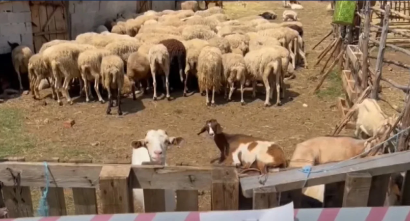 Shfaqet vatra e tretë e murtajës së ruminantëve të vegjël në Shkodër, eliminohen 20 krerë dele