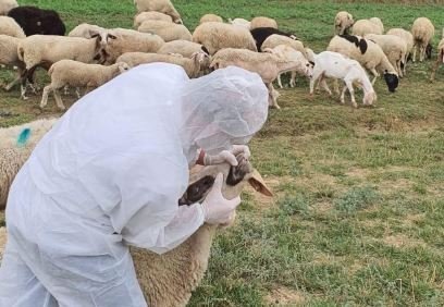 Rikthehet murtaja e bagëtive në Shkodër, karantinohet një fshat në Dajç, 20 krerë ngordhin, 60 do asgjësohen!