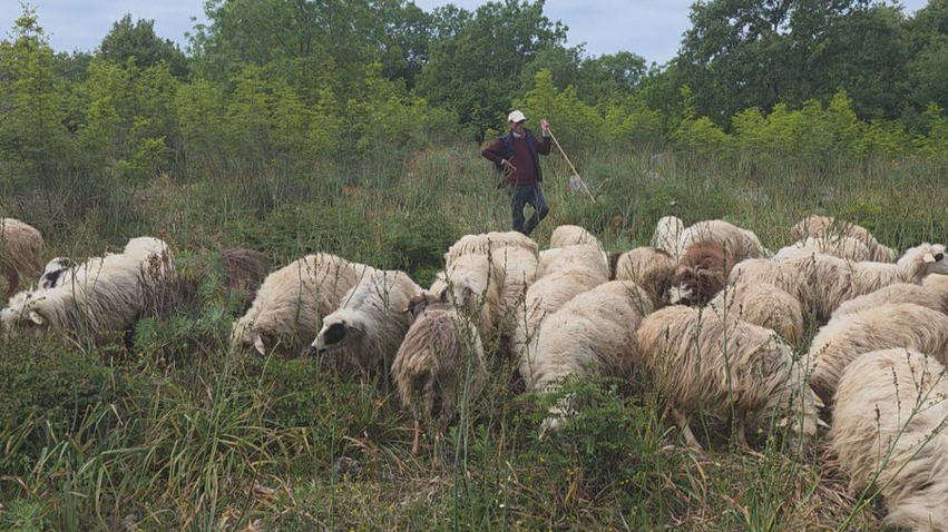 Asgjësohen 190 krerë  shtohet numri i bagëtive me murtajë në Dajç të Shkodrës