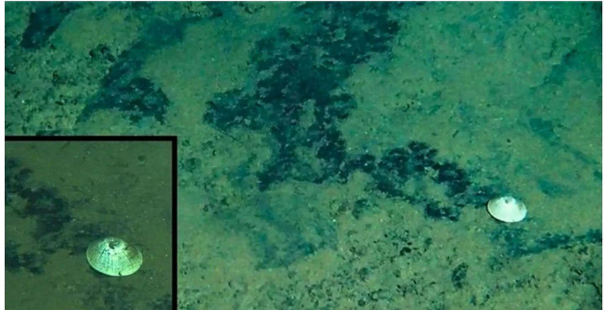  Përbindëshi  i thellësive  shkencëtarët zbulojnë kërmillin misterioz që jeton në Oqeanin Paqësor