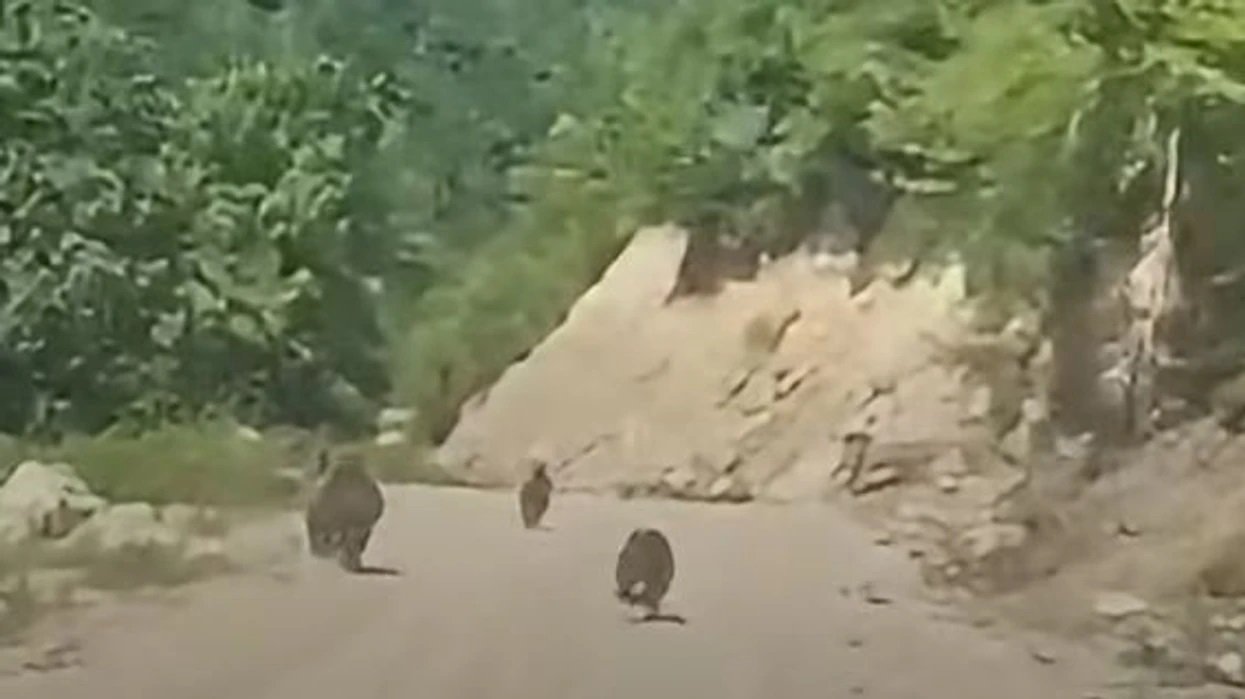Ariu me të vegjlit në bjeshkët e Deçanit