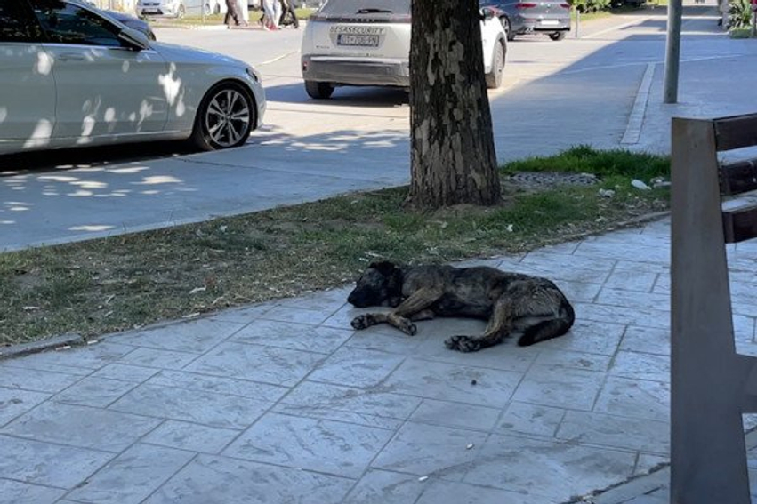  Ej  jemi lodhur  vërtet jemi lodhur nga qentë endacakë   mitrovicasit kërkojnë masa urgjente