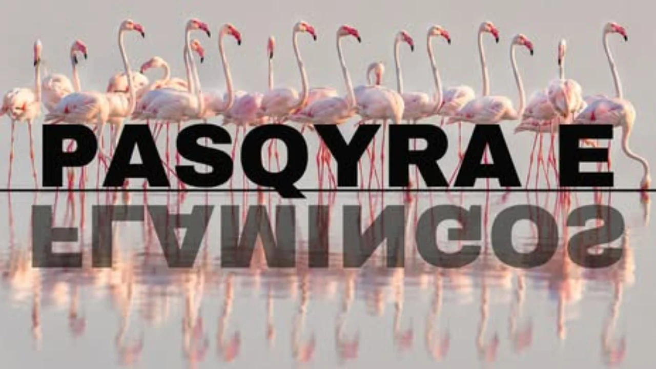 Hapja e platformës online “Flamingo Mirror”, reagon Rama