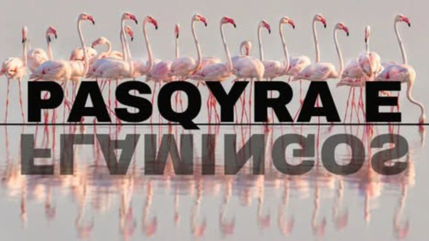 Hapja e platformës online  Flamingo Mirror   reagon Rama
