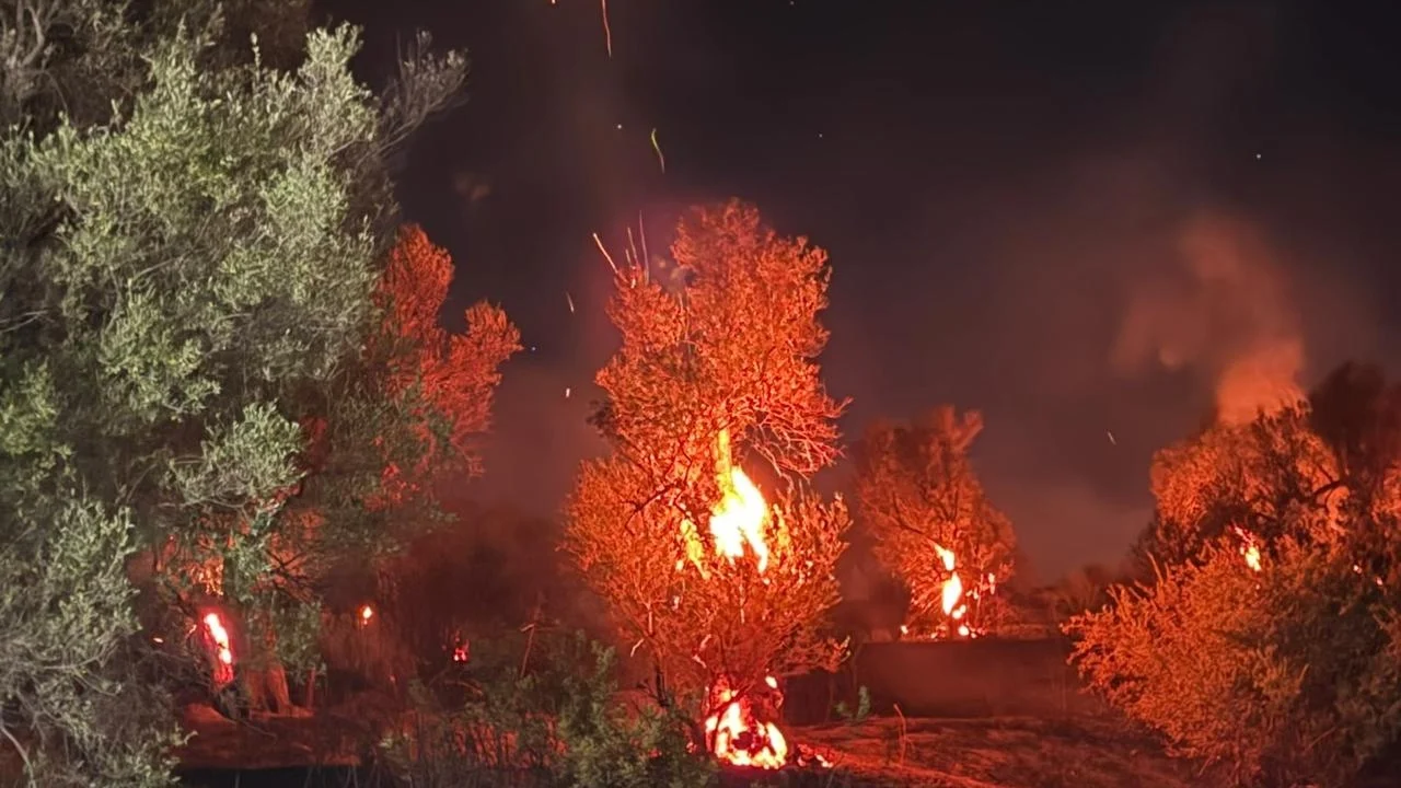 Zjarri përfshin Bestrovën, tre vatra aktive dhe dëme të konsiderueshme në ullinj, dyshohet për zjarrvënie të qëllimshme