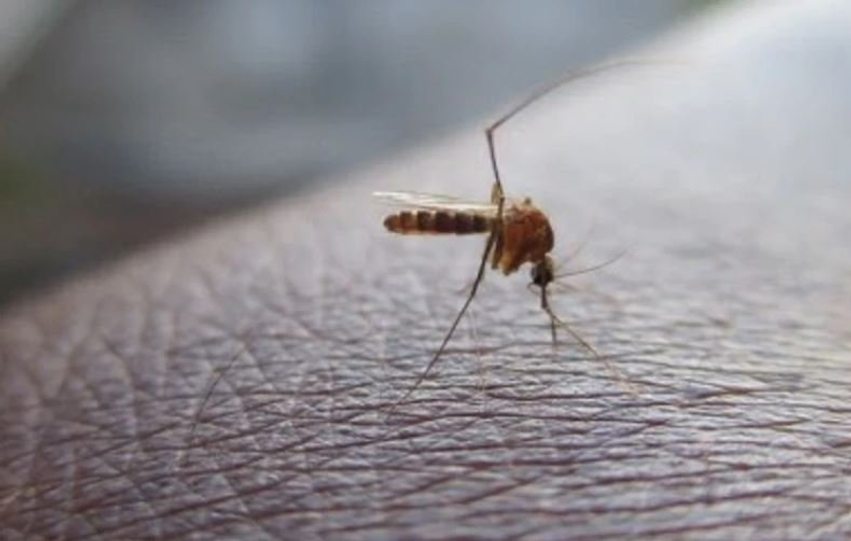 Asnjë rast i ri me ethet e Nilit Perëndimor këtë javë  deri më tani dhjetë viktima