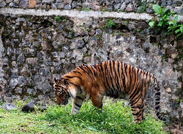 Një tigër sulmon një burrë në një kopsht zoologjik anglez