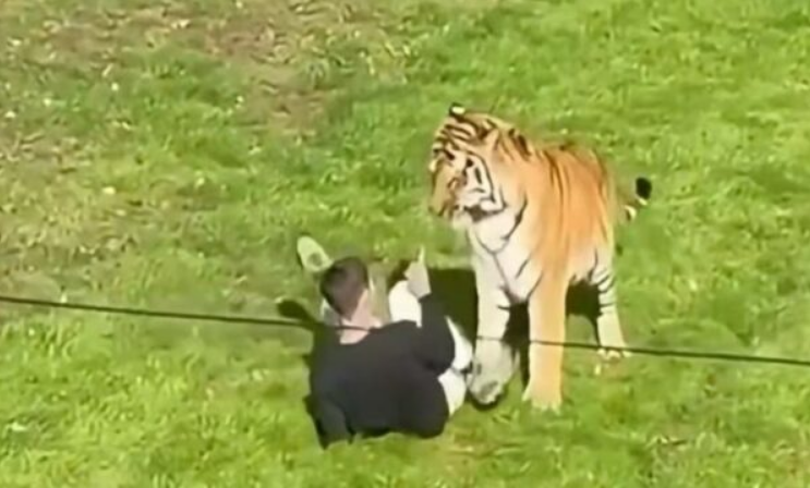 Vdes burri pasi hyri në kafazin e tigrave në parkun e kafshëve të egra në Mbretërinë e Bashkuar 