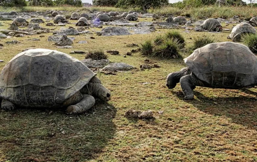 shkencetaret-zbulojne-180-mije-breshka-gjigante-ne-nje-ishull-te-seychelles