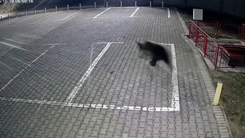 Ariu shfaqet në parkingun e shkollës  Faik Konica  në Debresh  kërkohet kujdes i shtuar