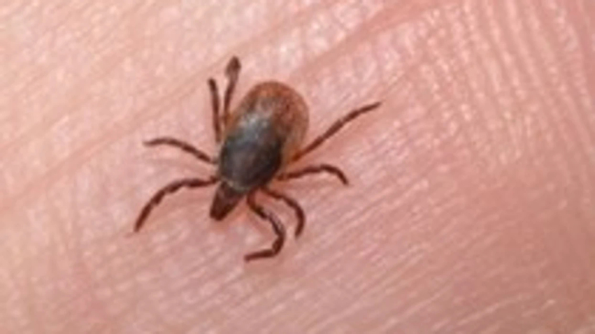ISHP  Regjistrohen 72 raste me Ethet e Nilit Perëndimor në Maqedoni  12 pacientë kanë humbur jetën