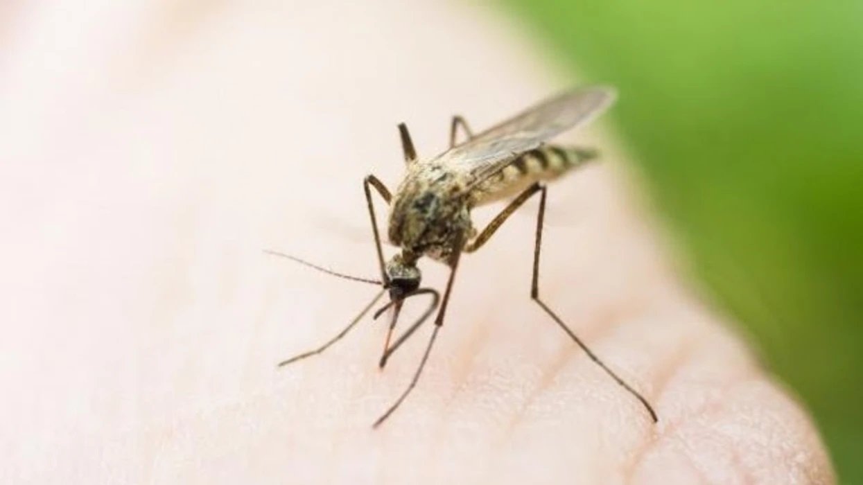 Humb jetën një 69-vjeçar nga Ethet e Nilit Perëndimor, 19 pacientë në Klinikën Infektive në Shkup