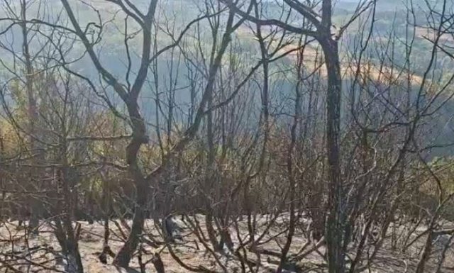 Zjarri përparon drejt banesave në Ulëz/ Rrezikohen qindra koshere bletësh, kërkohet ndërhyrje nga ajri