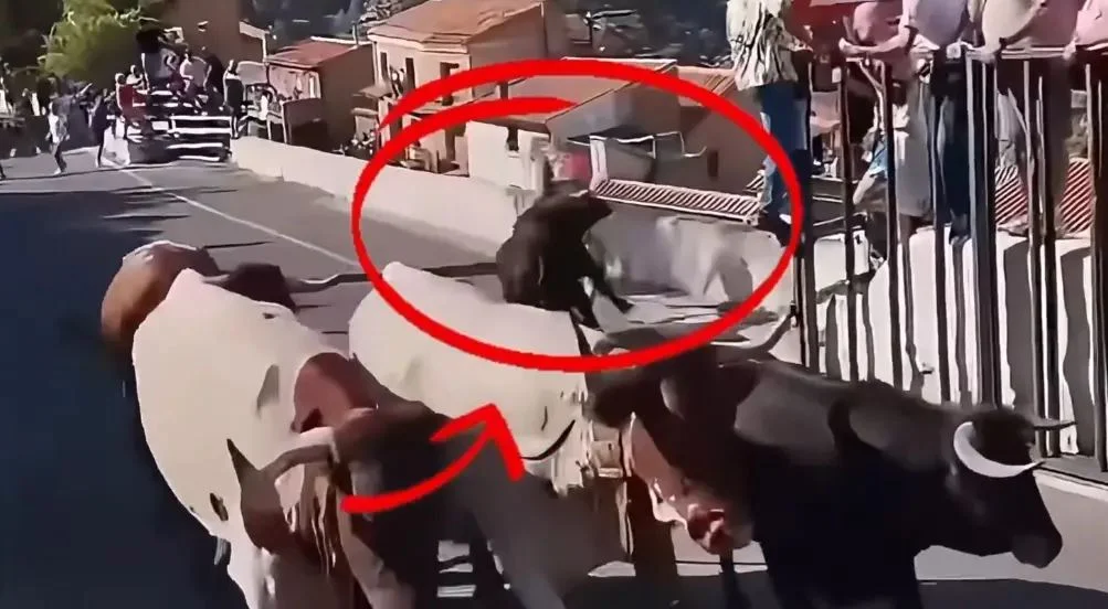 Demi vret një grua 64-vjeçare në një festival në Spanjë, video e momentit të sulmit