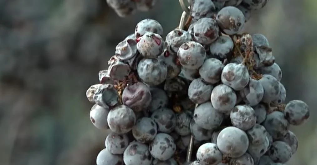 Vera e veçantë nga rrushi i thatë/ Në Abaz të Krujës prodhohet për herë të parë Amarone