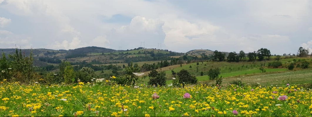 Përpellac i lashtësisë