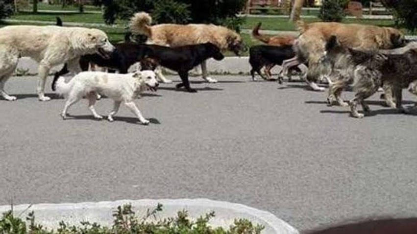Qentë endacakë në QKUK  të mërkurën do të vendosen 70 pajisje ultrasonike