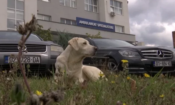 Qentë endacakë në QKUK, do të vendosen 70 pajisje ultrasonike