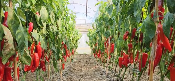 ​Fermeri nga Fieri prodhon speca të kuq me helme, Kroacia gropos 14.7 tonë