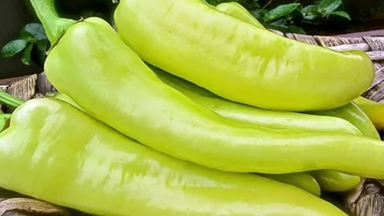 Bullgaria do të asgjësojë 9.5 tonë speca nga Maqedonia e Veriut, për shkak të pesticideve