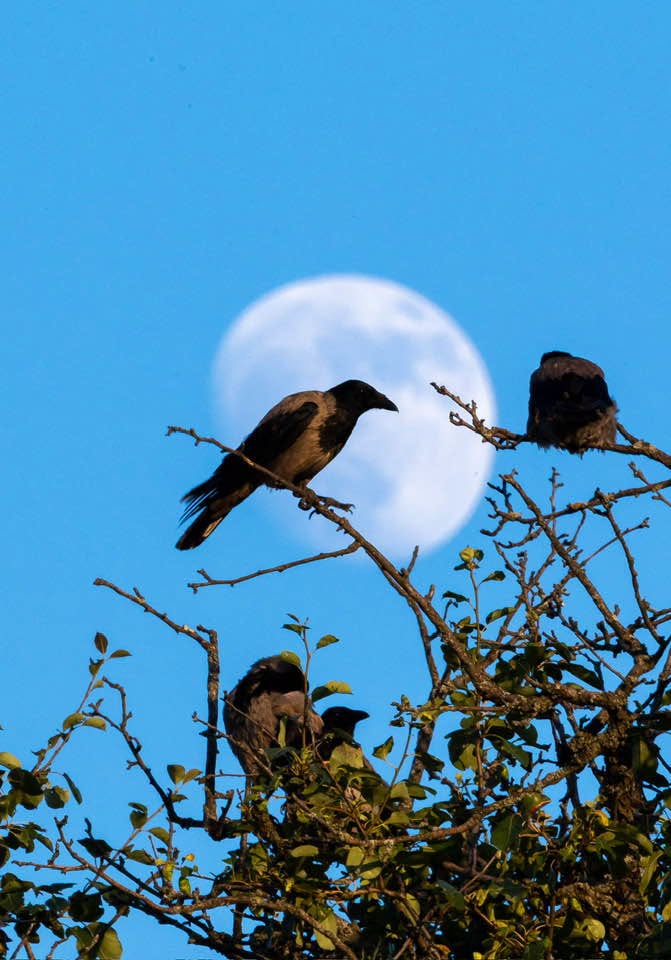 Korbat e hirt&euml; perball&euml; h&euml;n&euml;s! / Fotografia: Arian Mavriqi
