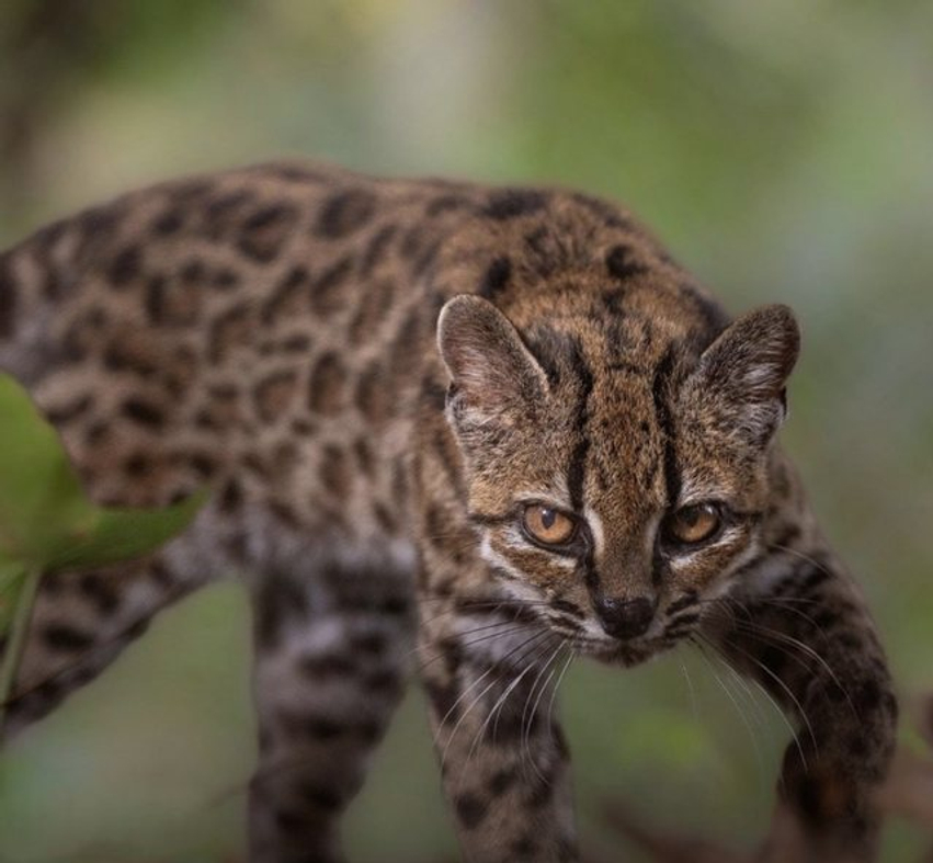 Zbulohet një specie e re maceje  për herë të parë pas 100 vitesh