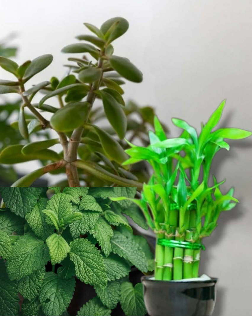 3 bimët që prodhojnë energji pozitive në shtëpitë tona