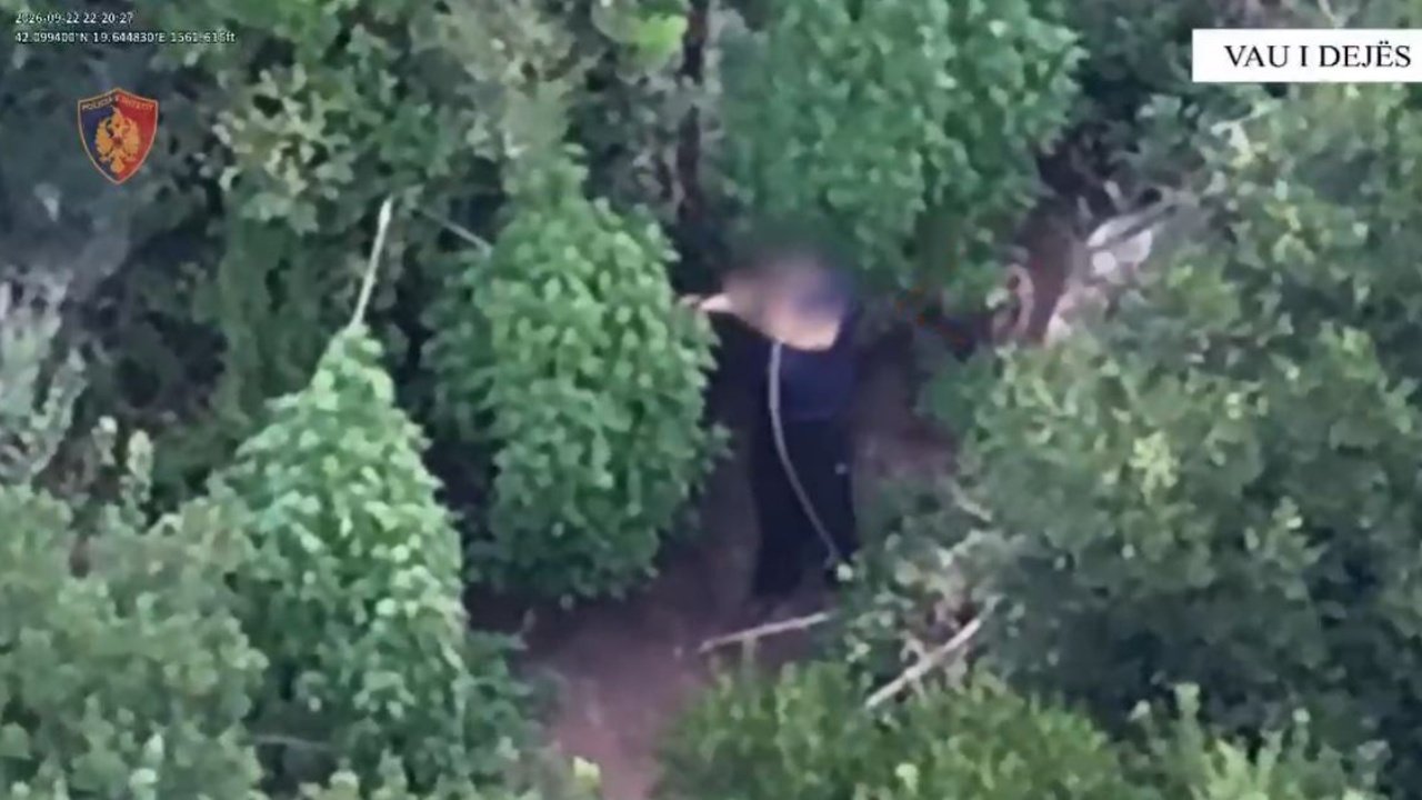 Kultivoi 143 bimë narkotike në fshatin Vilës, arrestohet 50-vjeçari në Vaun e Dejës