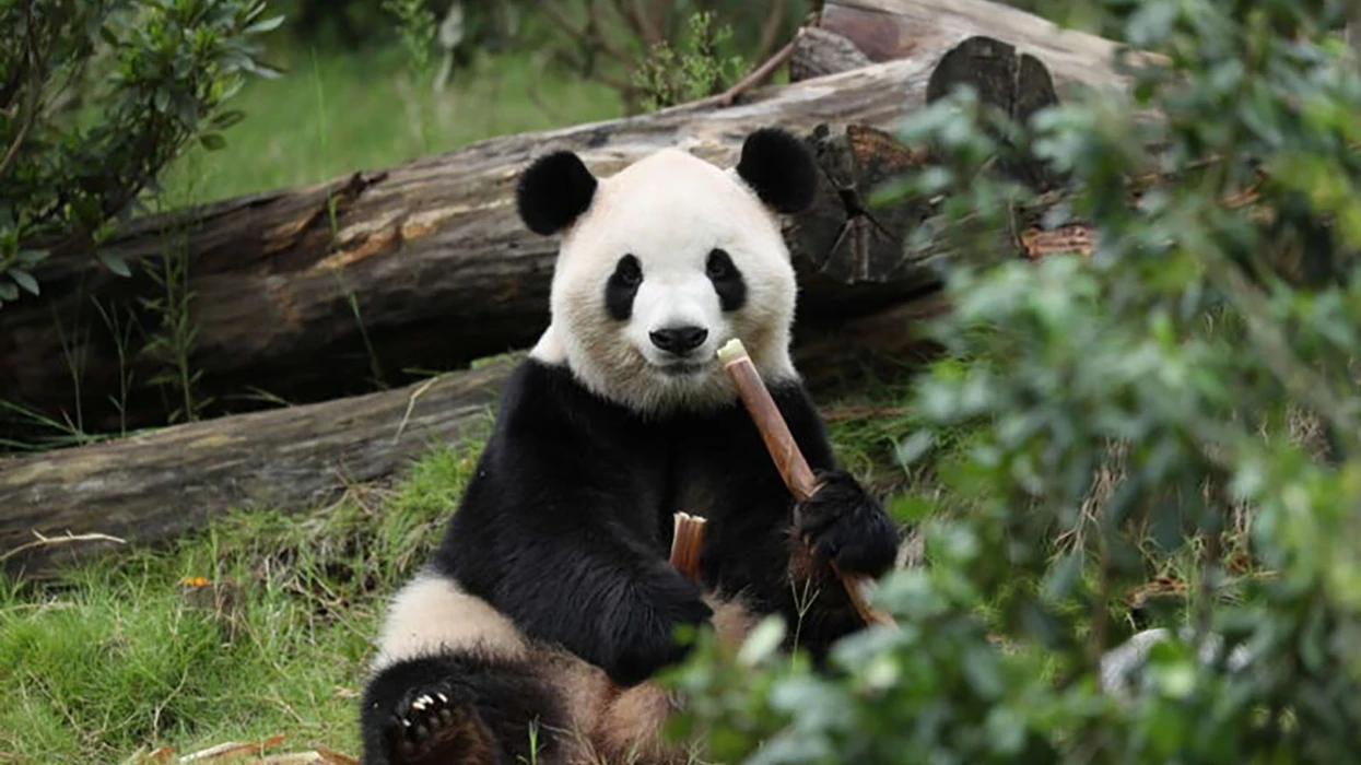 Kina dërgon dy panda në SHBA, 