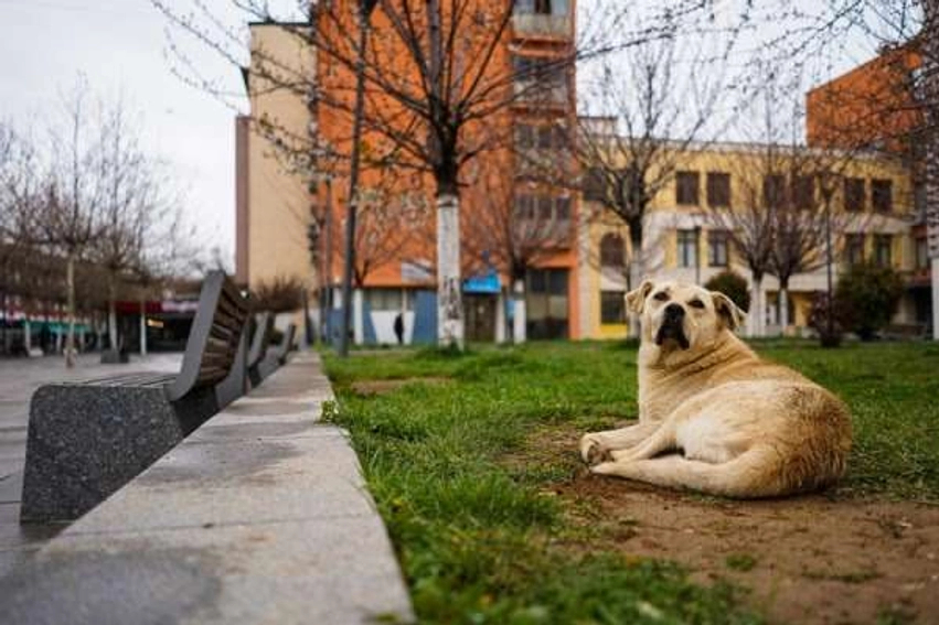 Një grua sulmohet rëndë nga qentë endacakë në Kodrën e Trimave